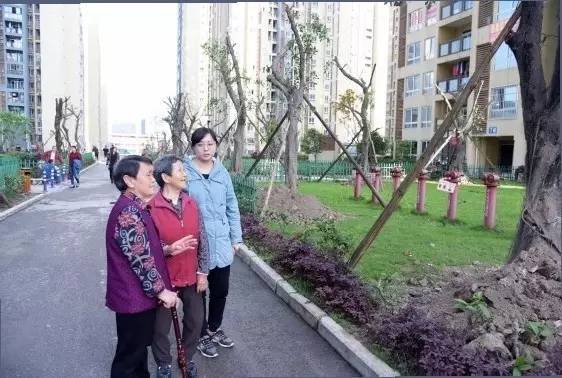 万有广场小区种下了120棵小叶榕树!来看看是怎么回事吧