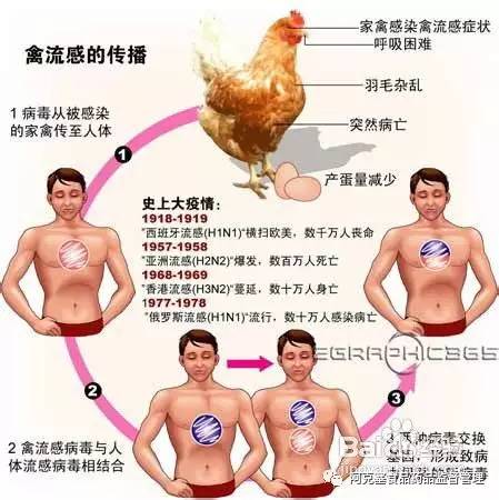 南汇h7n9禽流感最新消息,有关h7n9禽流感的报道