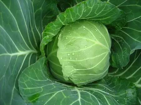 先正达24大蔬菜新品种,先正达蔬菜新品种