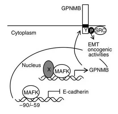 乳腺癌临床研究成功率,乳腺癌最新临床研究问题