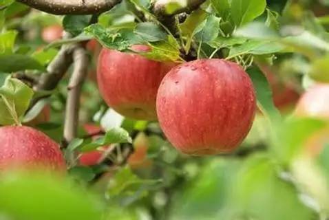 苹果产业高峰论坛,2020中国柑橘生态产业论坛