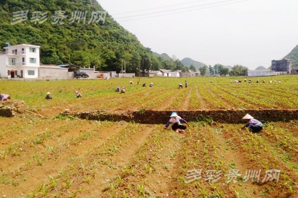 项目观摩会丨白及花一开幸福自然来