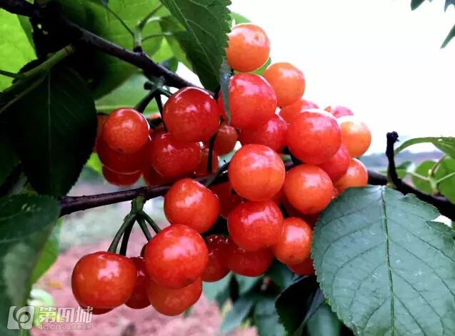 成都龙泉樱桃采摘地点附近,成都樱桃枇杷都能摘的地方