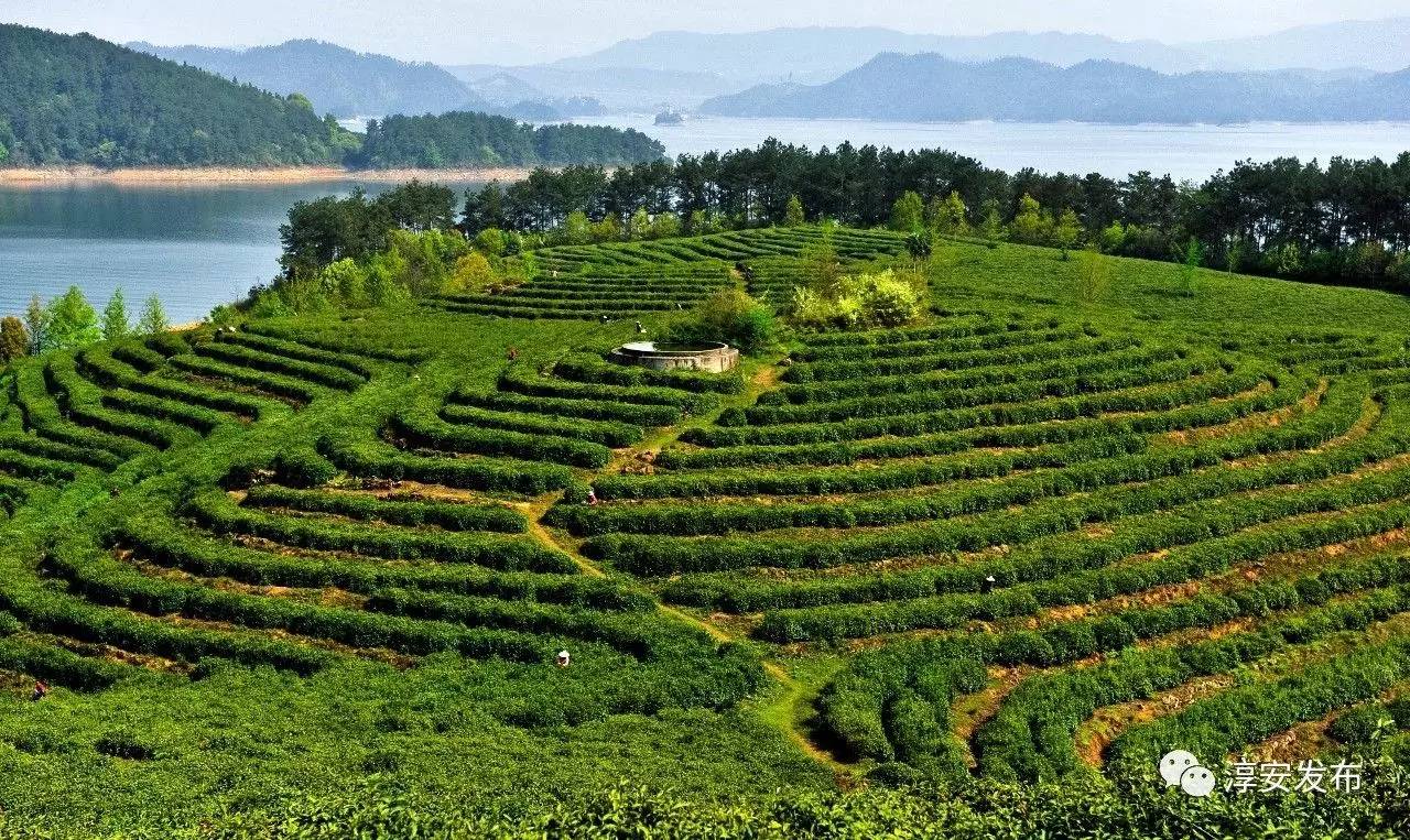 厉害了！淳安这个团队曾破解多个世界性难题，“五一”前又拿到国家级荣誉