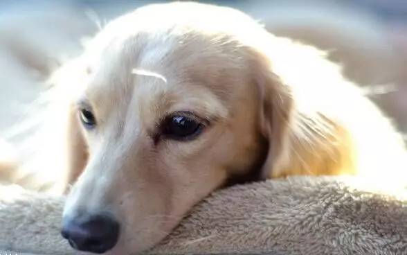 养狗去哪里领养比较好,养狗到底是养公还是养母的好