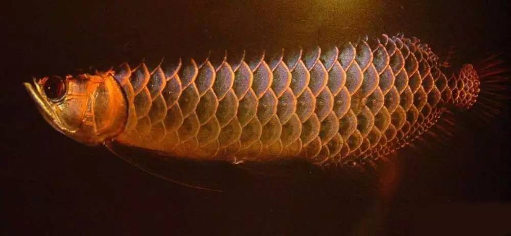 b级过背金龙一般价格多少,顶级蓝底过背金龙欣赏