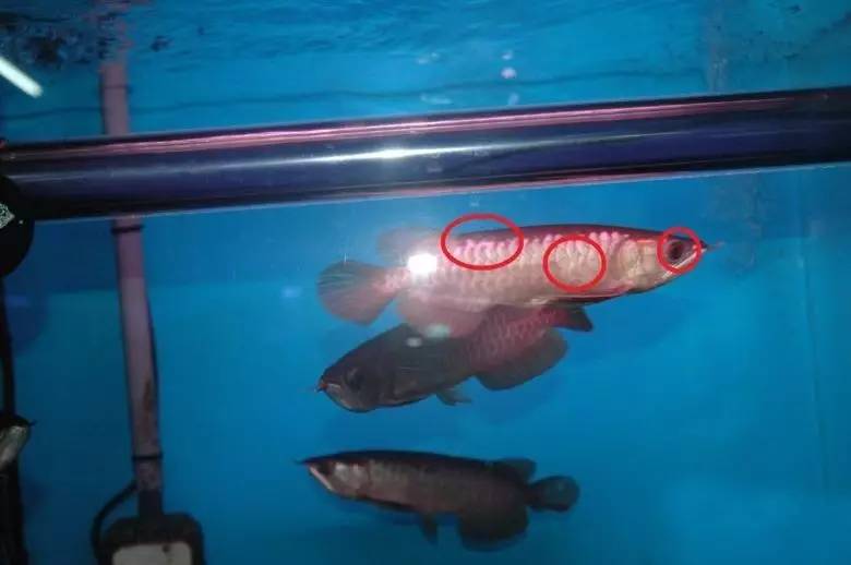 b级过背金龙一般价格多少,顶级蓝底过背金龙欣赏