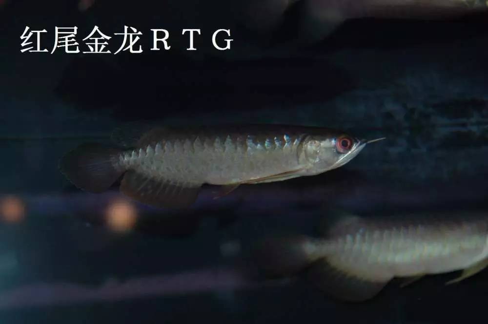 b级过背金龙一般价格多少,顶级蓝底过背金龙欣赏