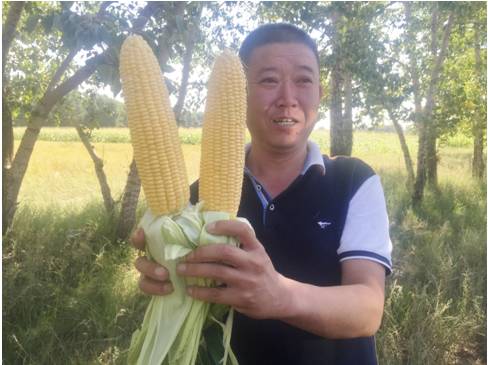 先正达24大蔬菜新品种,先正达蔬菜新品种