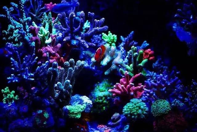 红树海缸,适合海缸的红树品种