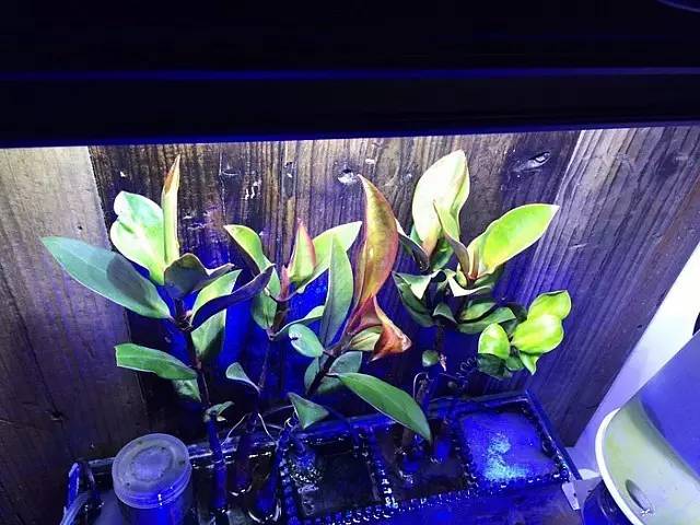 红树海缸,适合海缸的红树品种