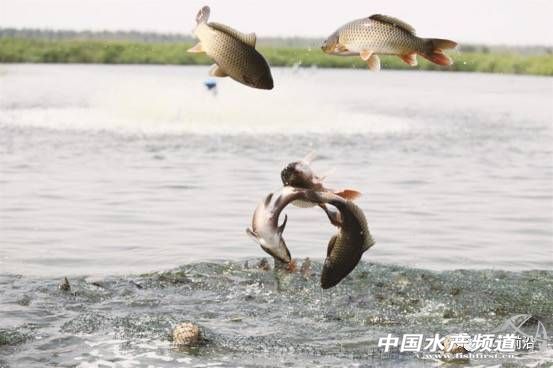 日供鲤鱼八千条,这家公司怎样把冷门的鲤鱼逆转成餐饮热点?