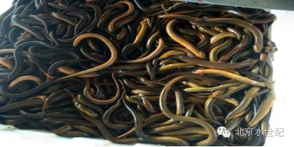 塘口白露节注意事项和禁忌,白露时节黄鳝如何管理