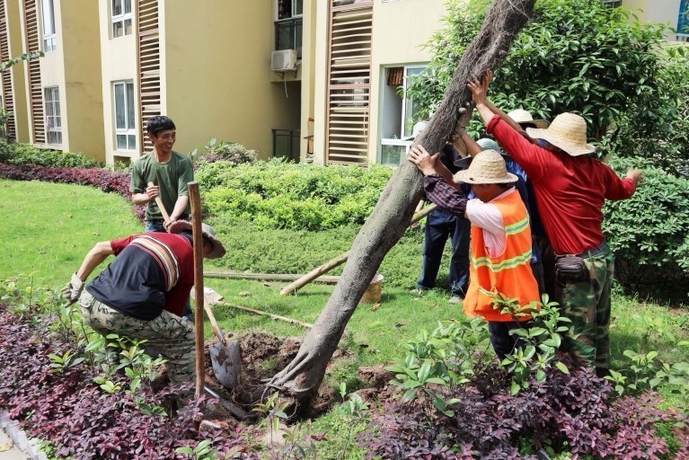 万有广场小区种下了120棵小叶榕树!来看看是怎么回事吧