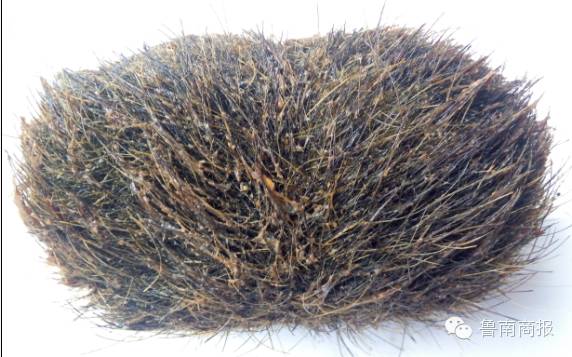 沂水一母猪体内现宝物？价值连城？