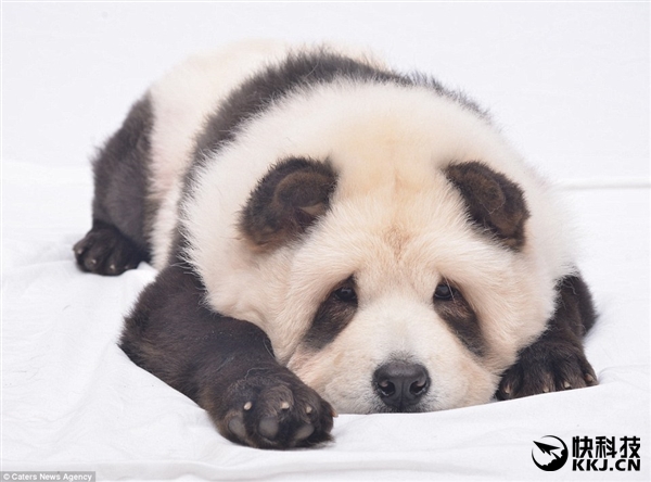 网红松狮熊猫,松狮熊猫造型是染的吗