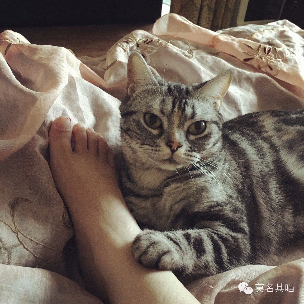 猫咪机场托运手续在哪里办,猫咪托运飞机得提前多久到机场