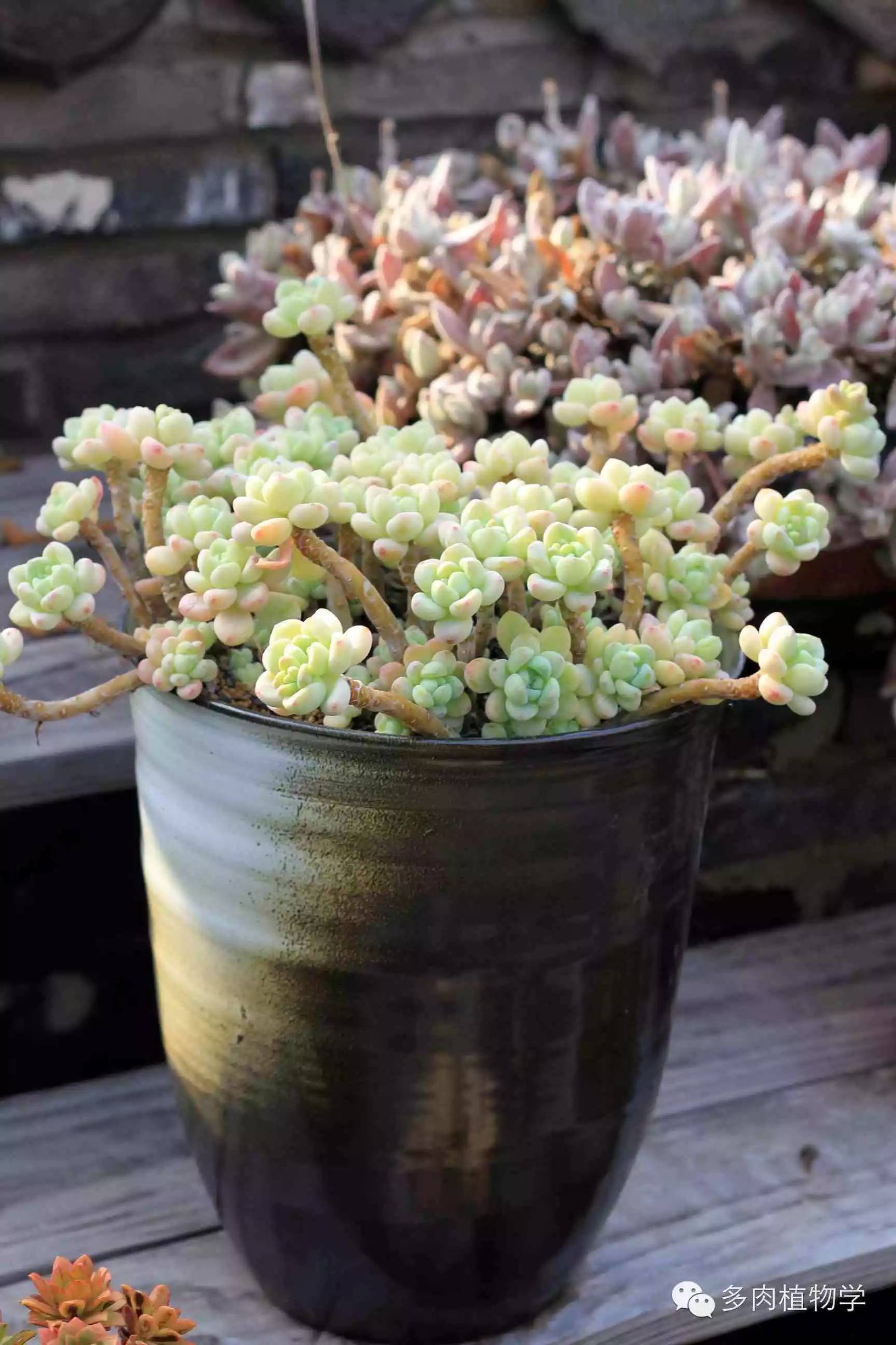 去景天韵开眼界,多肉让人浮想联翩