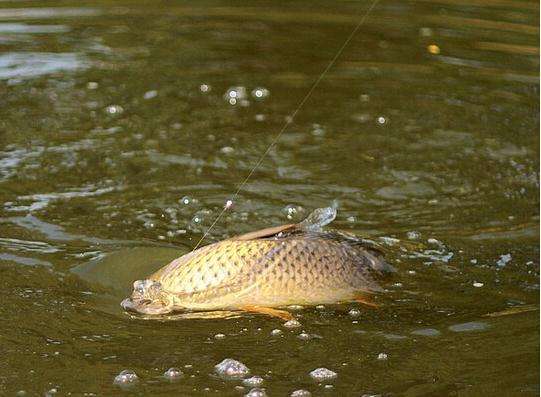 四海钓鱼频道垂钓技巧视频,四海钓鱼频道钓鲤鱼