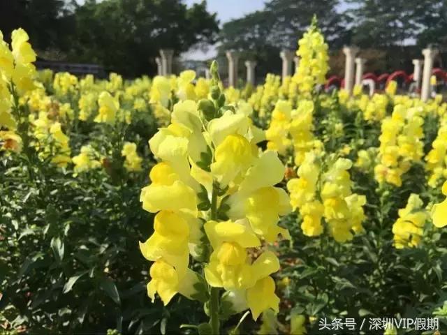 从化毅华温泉特色,从化毅华温泉旅游攻略