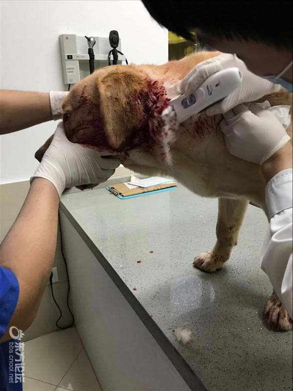 未婚夫的狗咬了我的狗，婚后岂不更糟？我宁愿分手