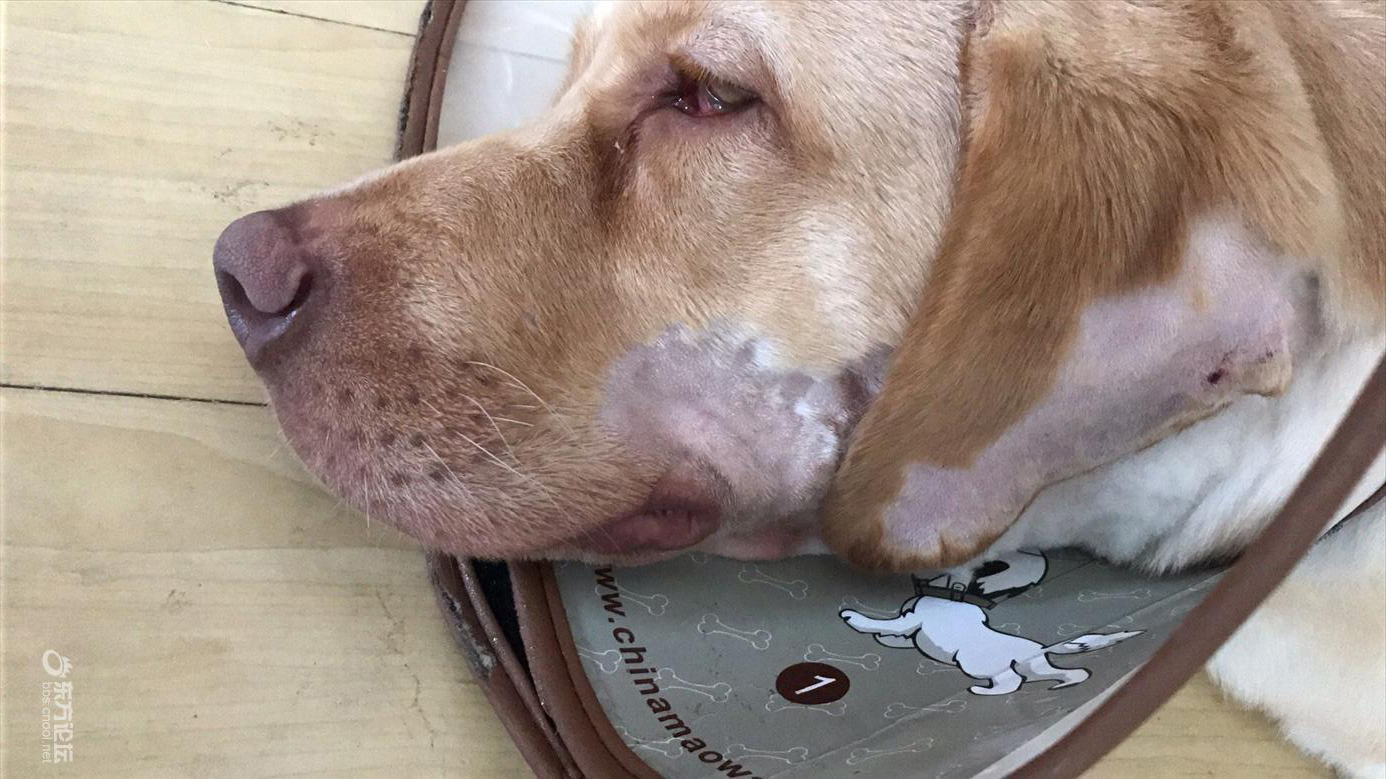 未婚夫的狗咬了我的狗，婚后岂不更糟？我宁愿分手