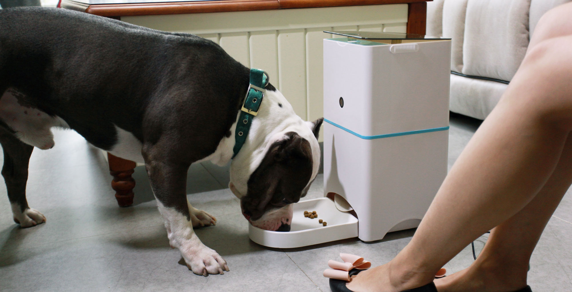 家有喵哥汪弟，体验好物帮你挑