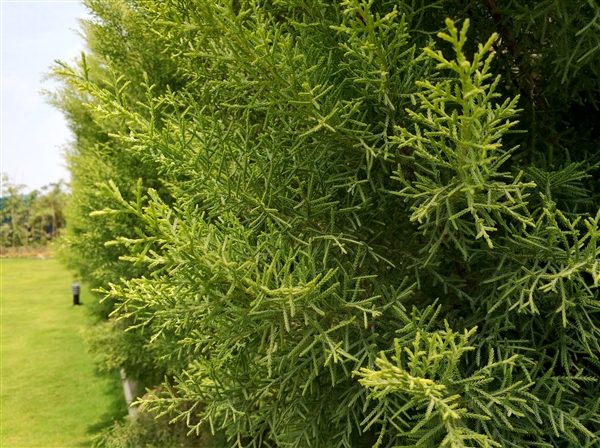 老外观看小米汽车之后的感受,老外赞叹中国美景反应视频