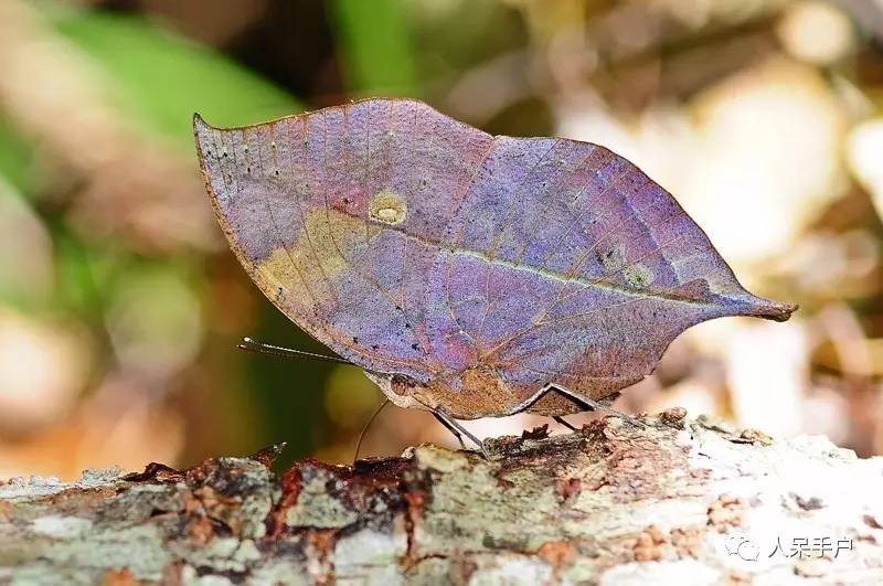 集结拍案称奇的拟态大师