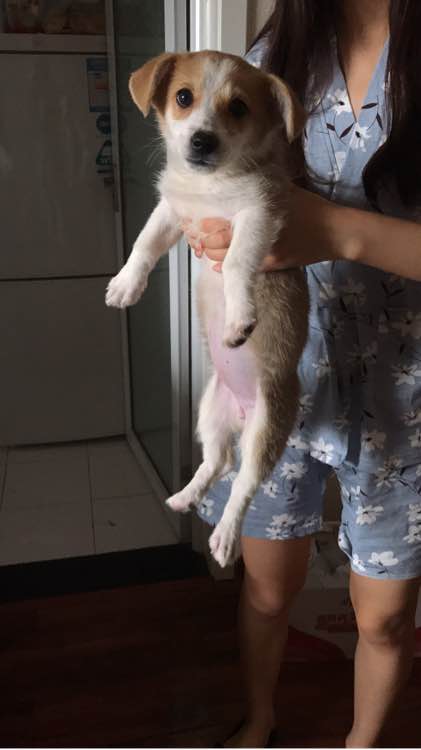 网上6000块买的柯基,市场价6000元的柯基