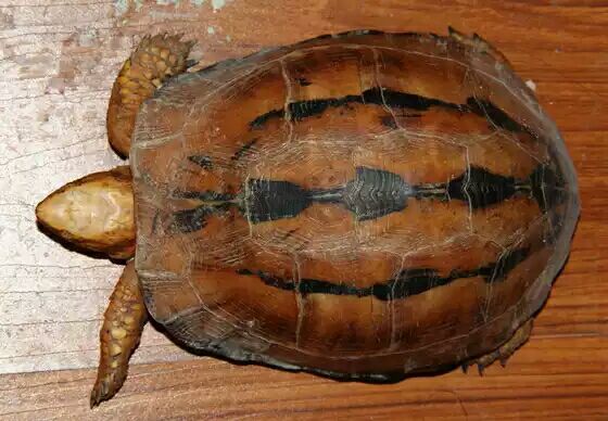 细说国龟之美五（黄额）