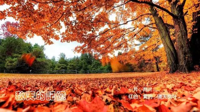 武大樱花园的介绍,武大樱园