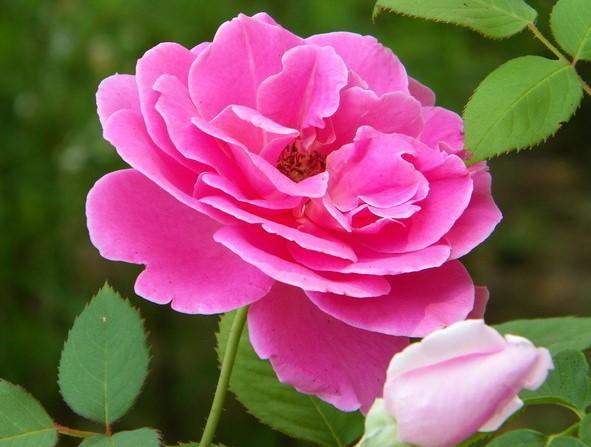 姬月季和姬蔷薇的区别,月季蔷薇玫瑰有什么区别