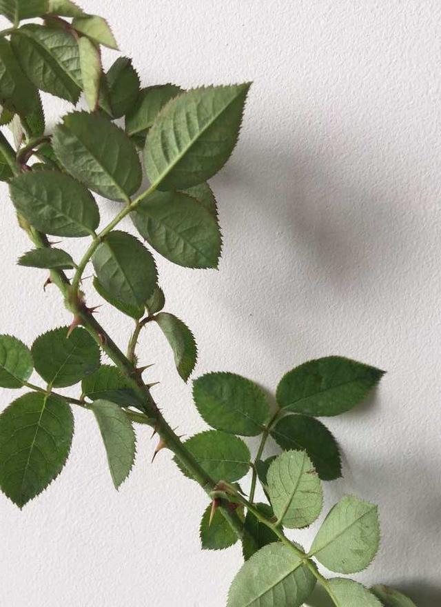 姬月季和姬蔷薇的区别,月季蔷薇玫瑰有什么区别