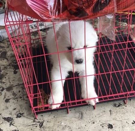 萨摩耶小狗狗常见病及治疗,小狗狗得了冠状病怎么治