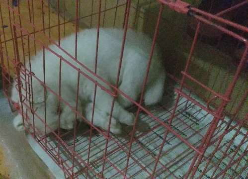 萨摩耶小狗狗常见病及治疗,小狗狗得了冠状病怎么治