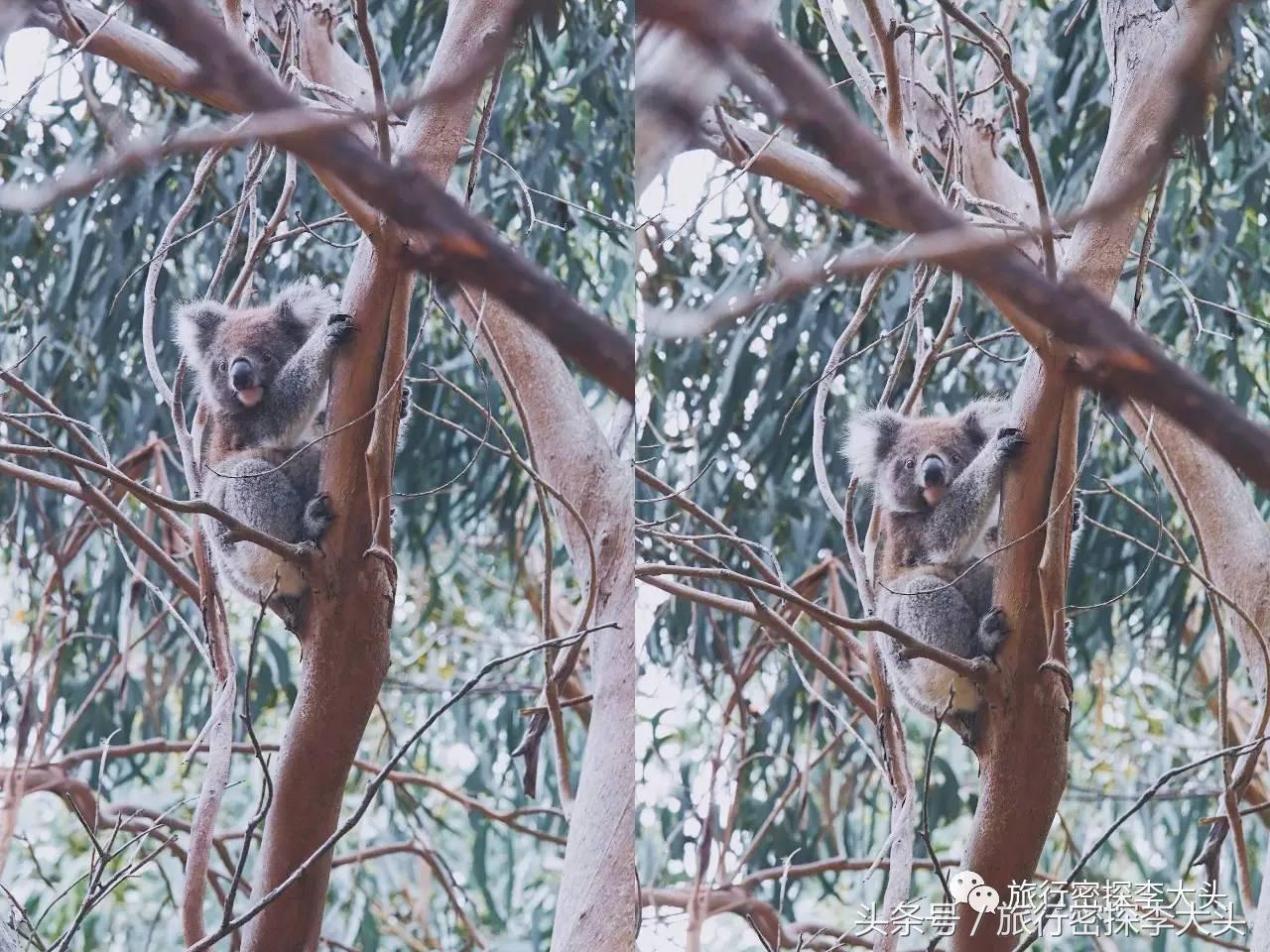 中国哪里可以抱考拉,全球哪里可以抱考拉