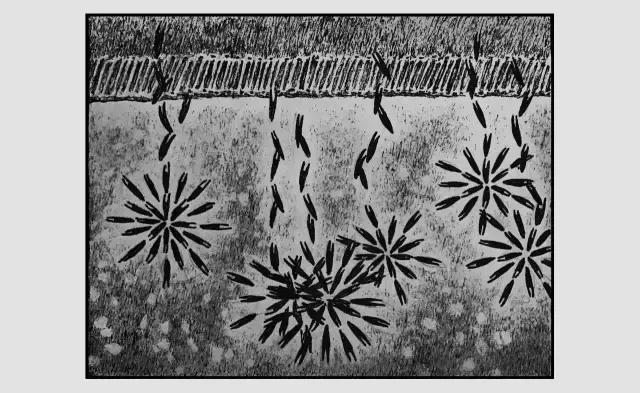 插画师迷狸：路过，停留