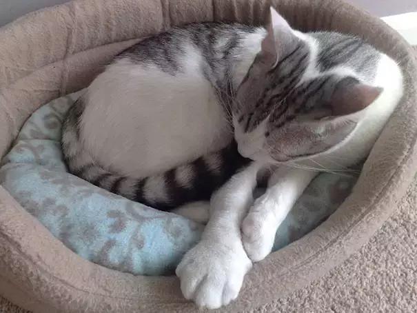 猫咪肉垫被蜜蜂蛰了怎么办,猫咪被蜜蜂蛰了要不要打针