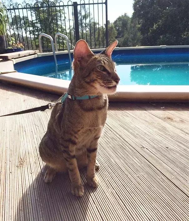 猫咪肉垫被蜜蜂蛰了怎么办,猫咪被蜜蜂蛰了要不要打针