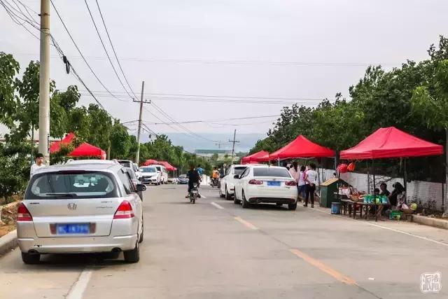 洛阳新安县樱桃采摘园,洛阳樱桃沟摘樱桃