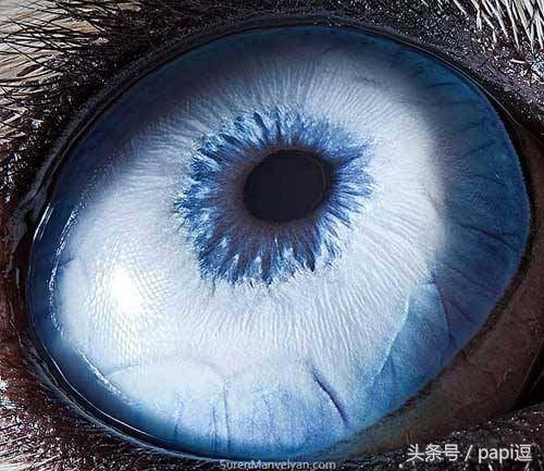 高清镜头下的眼睛看起真美,看眼睛猜动物你能猜对几个