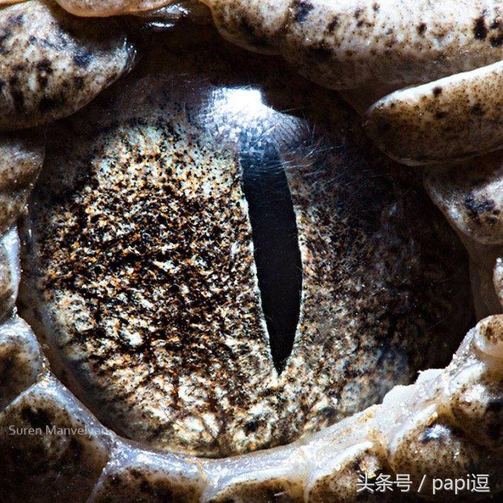 高清镜头下的眼睛看起真美,看眼睛猜动物你能猜对几个