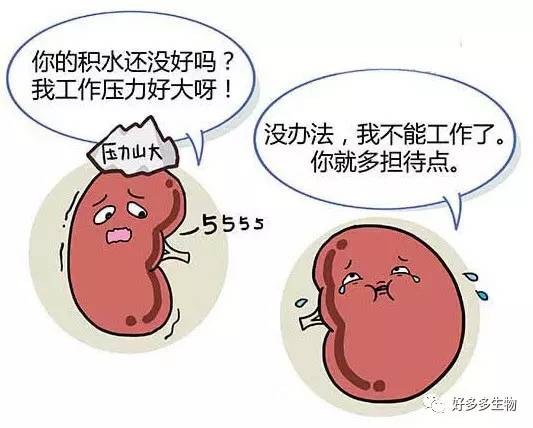 肾积水——尿都堵了，肾怎么能好
