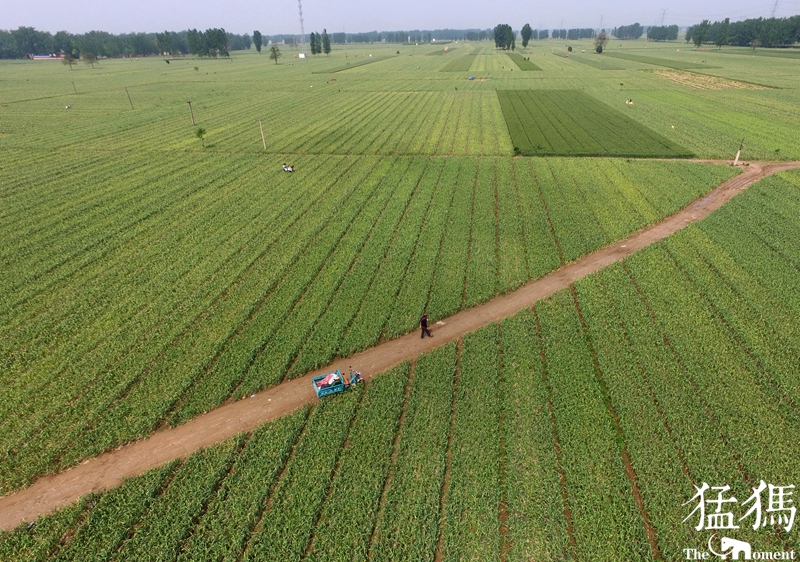 山东300吨大蒜支援,大蒜20万吨订单