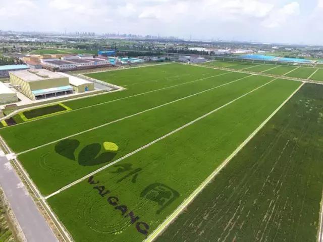 上海外冈风景区,旧上海外滩视频