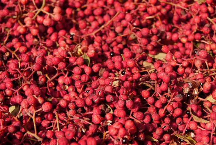 听说你们四川人有种毒,服下会有种不可描述的肉麻