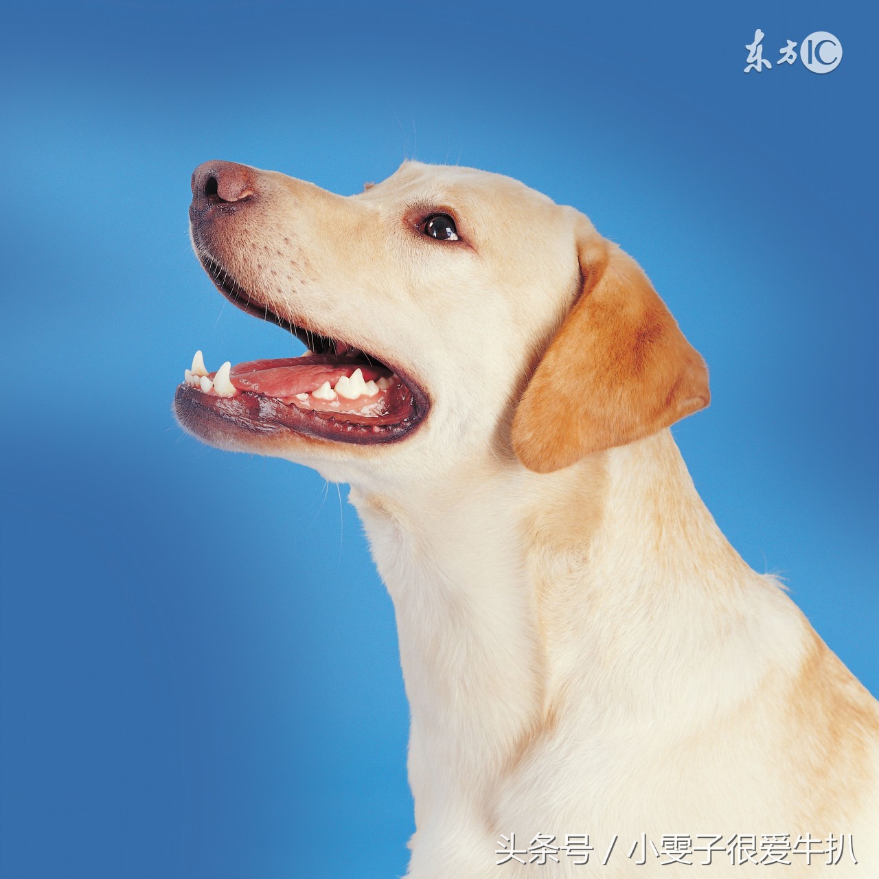 属狗男重情义么,属狗男性格比较外向幽默聪明吗