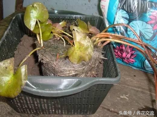 请问睡莲种子应该怎么养才能发芽,睡莲怎么养才能养好