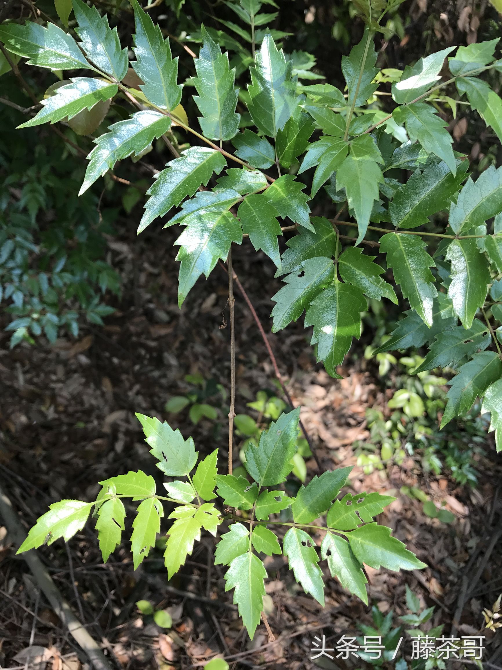藤茶莓茶什么区别,藤茶莓茶真假大揭秘